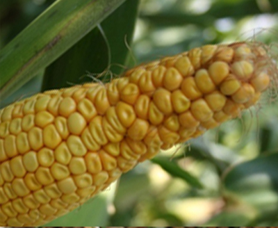 The pinched corn cob indicates poor growing conditions.